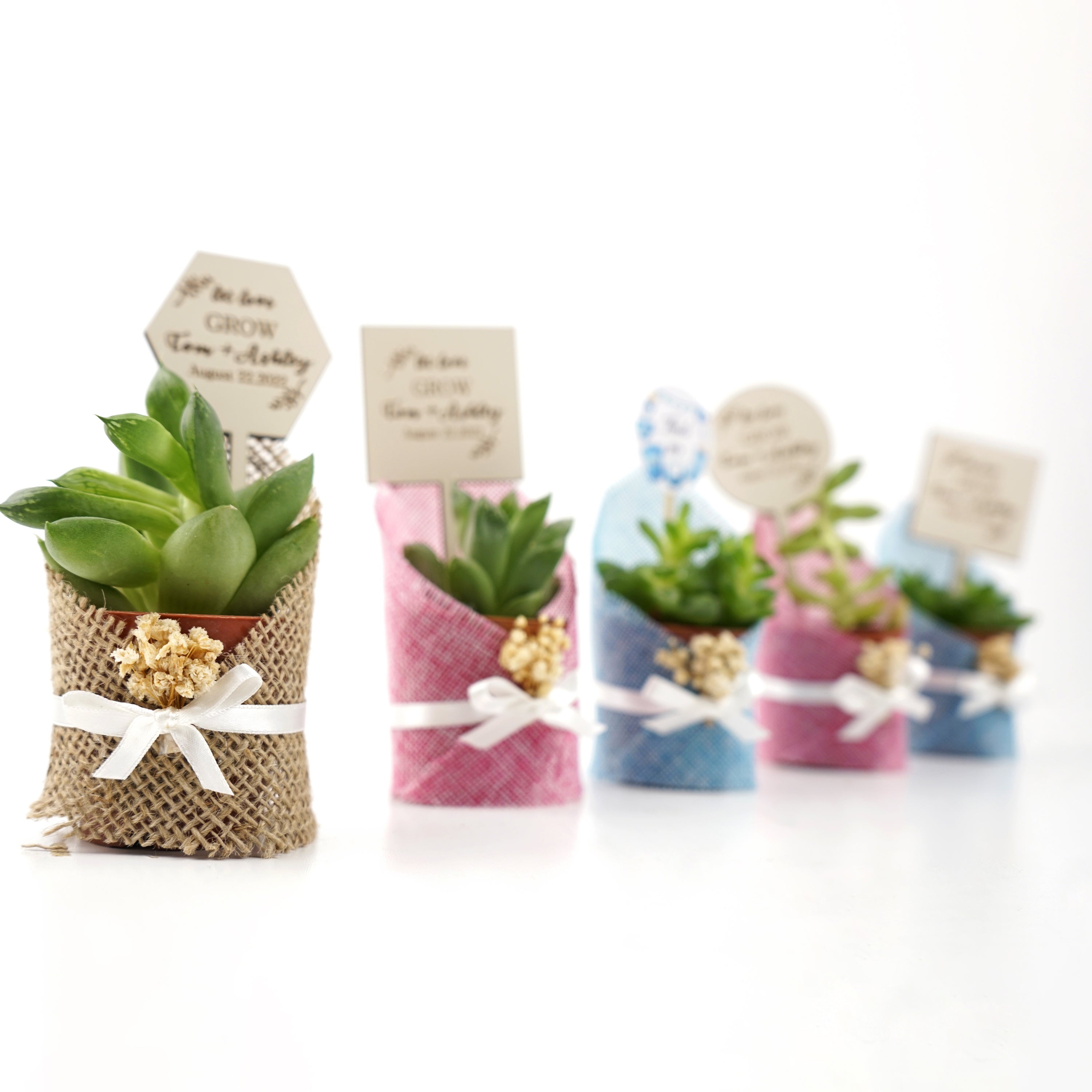 Wedding favours Burlap live Succulent with dried flowers and customized tag