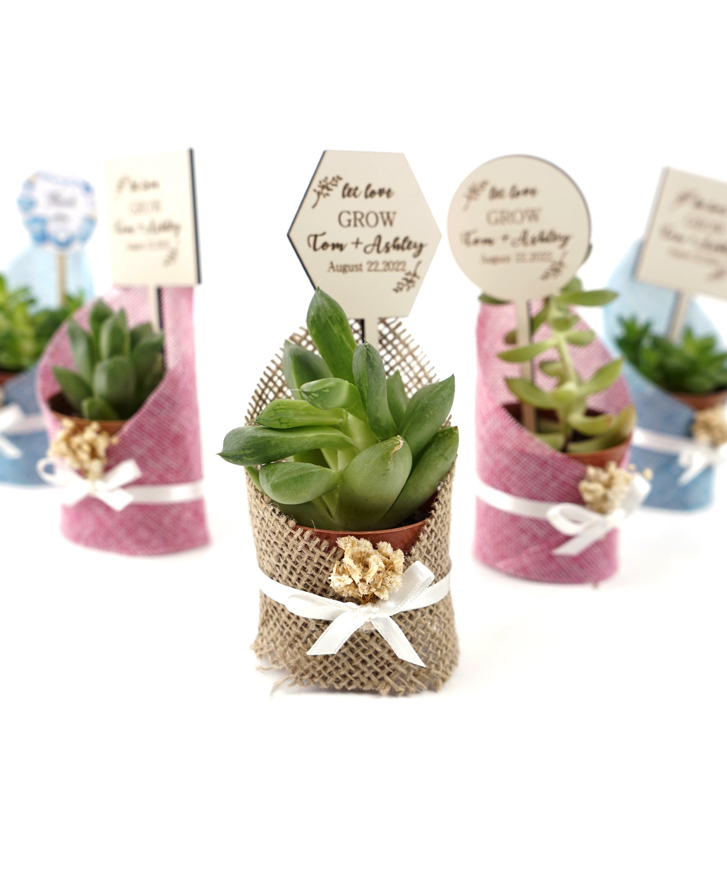Wedding favours  Burlap live Succulent with dried flowers and customized tag includes live succulent