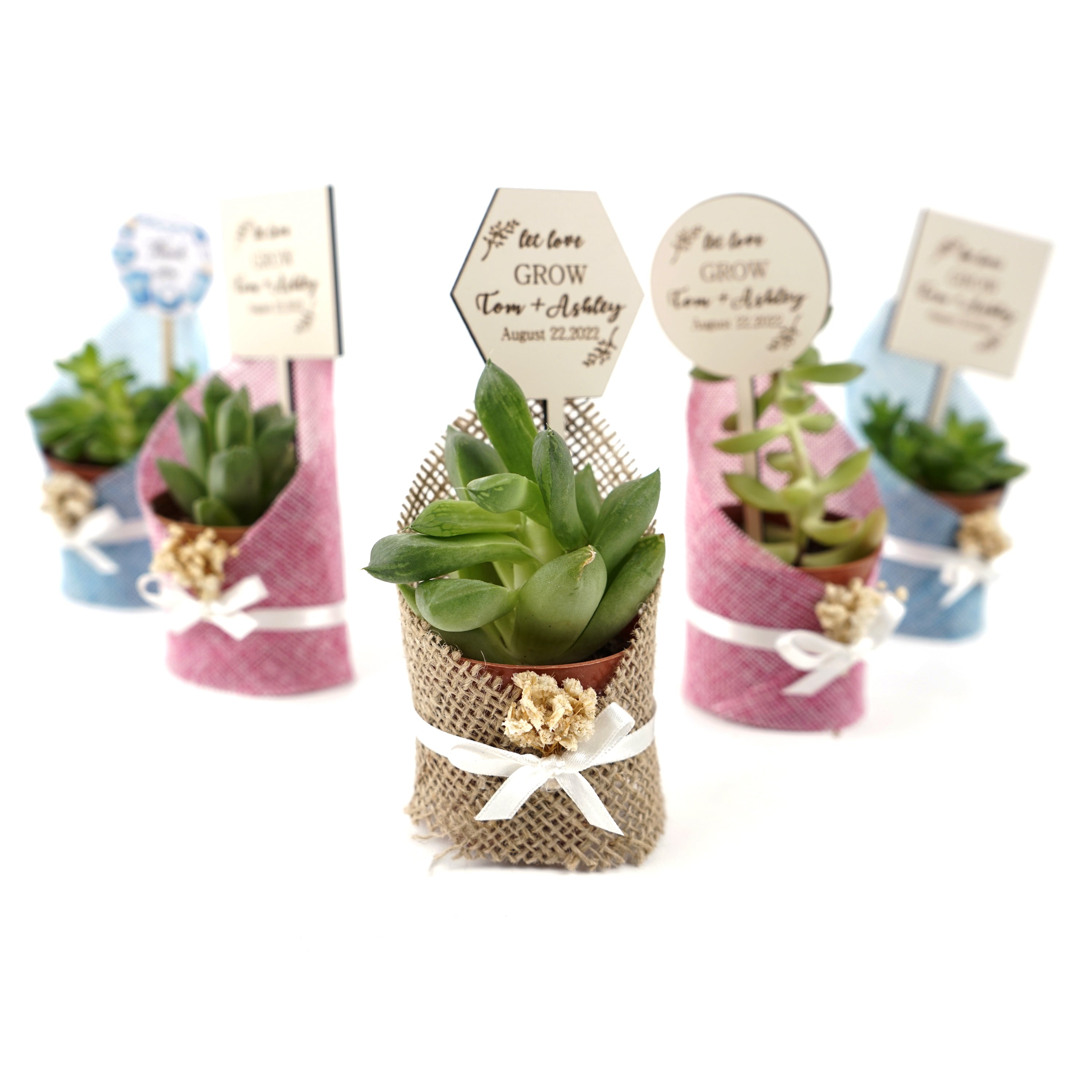 Wedding favours Burlap live Succulent with dried flowers and customized tag