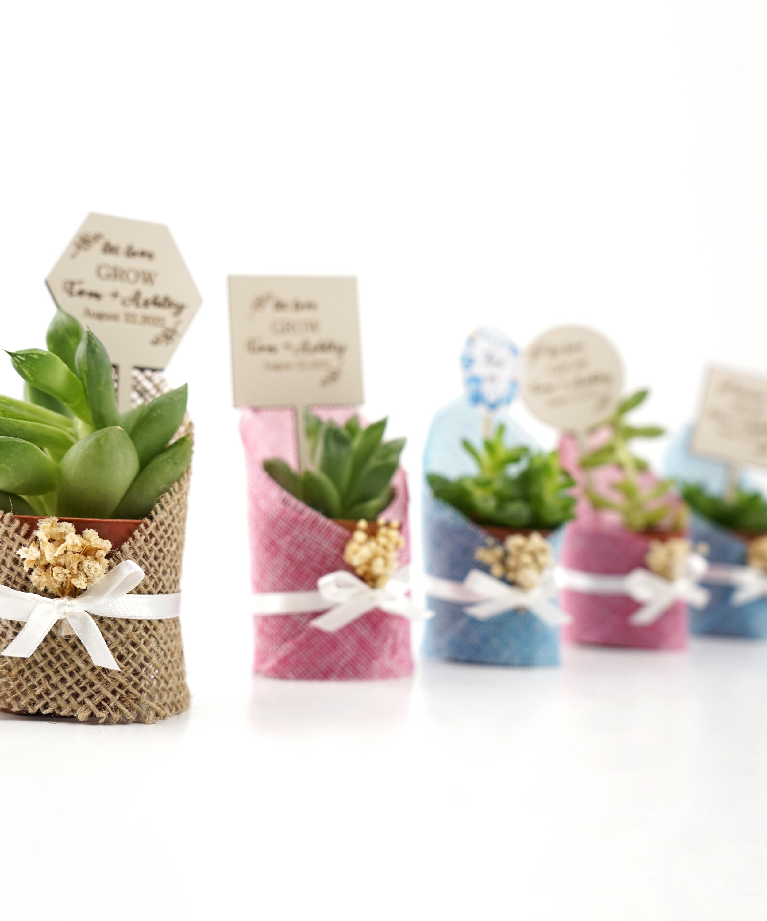 Wedding favours Burlap live Succulent with dried flowers and customized tag