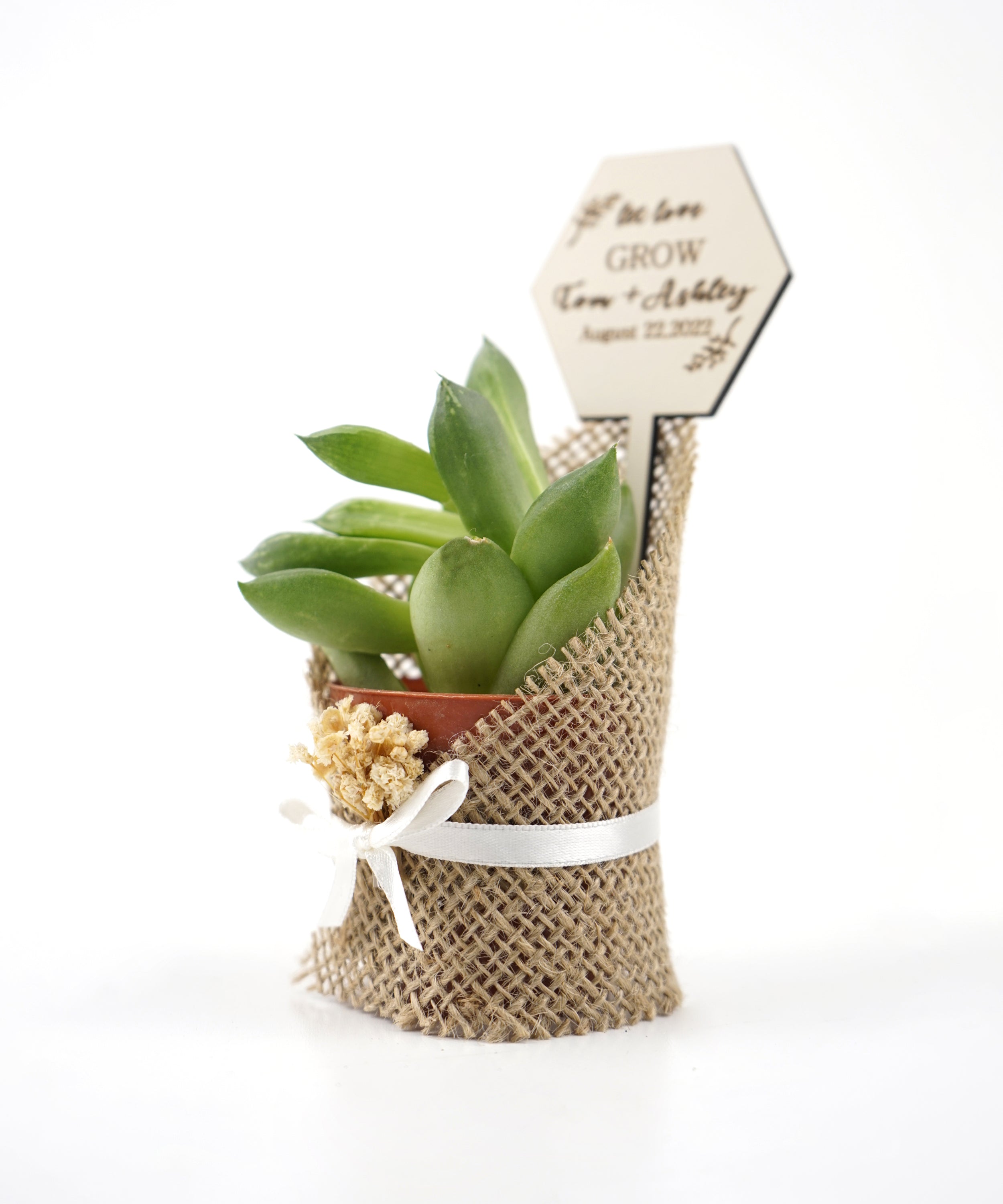 Wedding favours Burlap live Succulent with dried flowers and customized tag