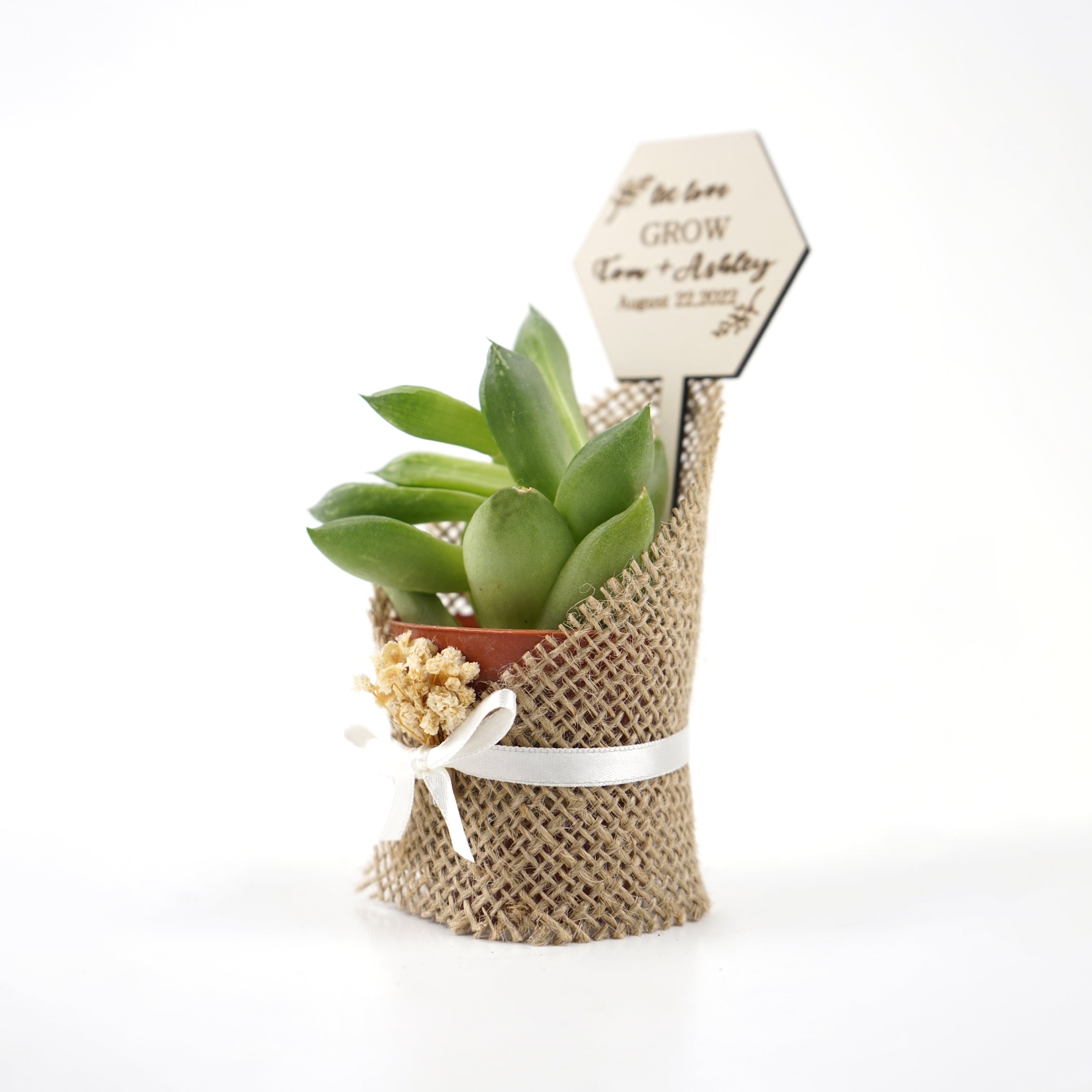 Wedding favours Burlap live Succulent with dried flowers and customized tag